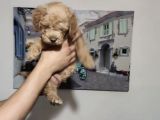 Orjinal Toy Poodle