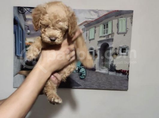 Orjinal Toy Poodle görsel