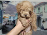 Orjinal Toy Poodle