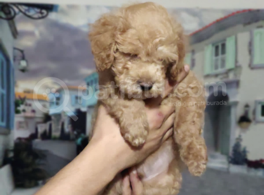 Orjinal Toy Poodle görsel