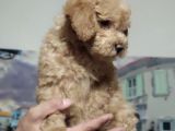 Orjinal Toy Poodle
