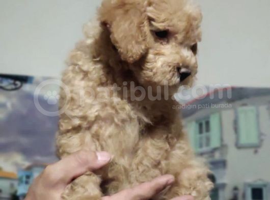 Orjinal Toy Poodle görsel