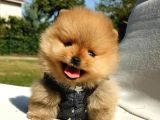 Pomeranian Boo Yavrularımız