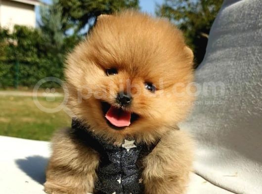 Pomeranian Boo Yavrularımız görsel
