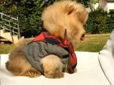 Pomeranian Boo Yavrularımız