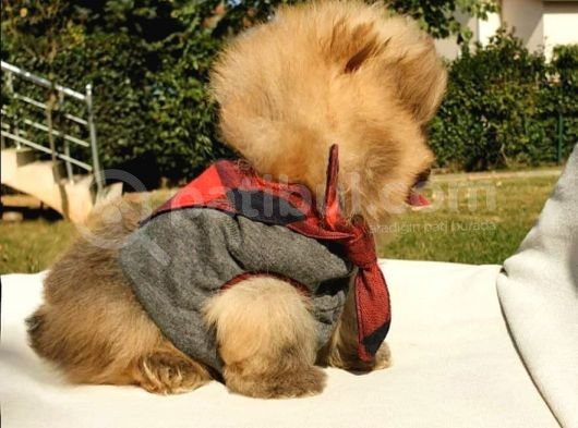 Pomeranian Boo Yavrularımız görsel