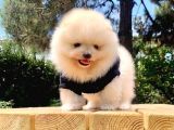 Safkan Ve Sağlikli Pomerani̇anboo Yavrularimiz