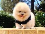 Safkan Ve Sağlikli Pomerani̇anboo Yavrularimiz