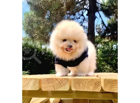 Safkan Ve Sağlikli Pomerani̇anboo Yavrularimiz