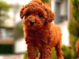 Mini Toy Poodle Bebekler