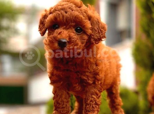 Mini Toy Poodle Bebekler görsel