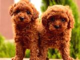Mini Toy Poodle Bebekler