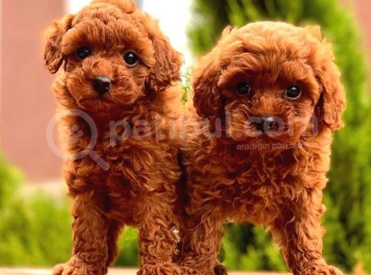 Mini Toy Poodle Bebekler görsel