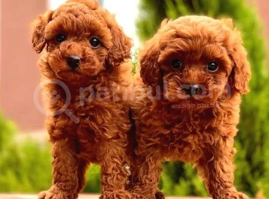 Mini Toy Poodle Bebekler