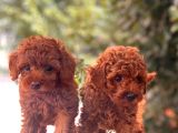 Mini Toy Poodle Bebekler