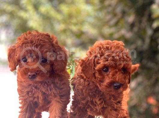 Mini Toy Poodle Bebekler görsel