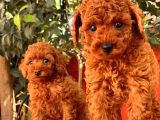Mini Toy Poodle Bebekler