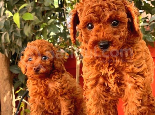 Mini Toy Poodle Bebekler görsel