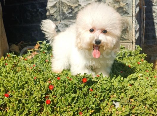 Bichon Frise Yavrularımız görsel