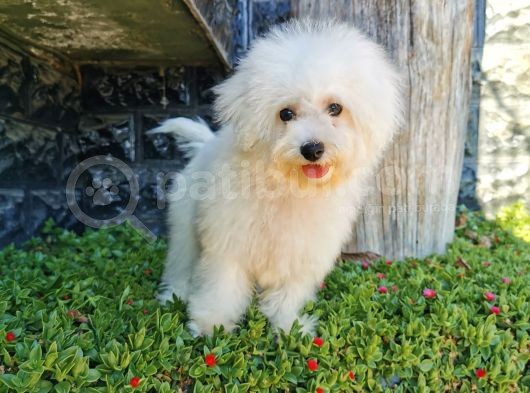 Bichon Frise Yavrularımız görsel