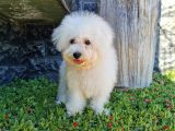 Bichon Frise Yavrularımız