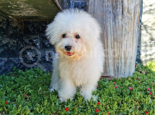 Bichon Frise Yavrularımız görsel