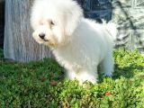 Bichon Frise Yavrularımız