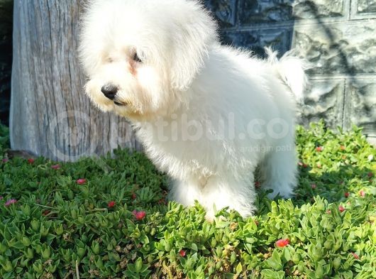 Bichon Frise Yavrularımız görsel