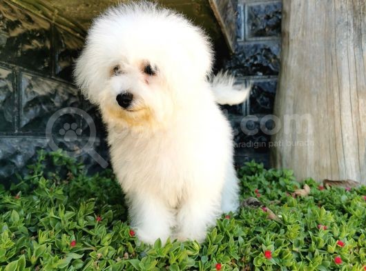 Bichon Frise Yavrularımız görsel