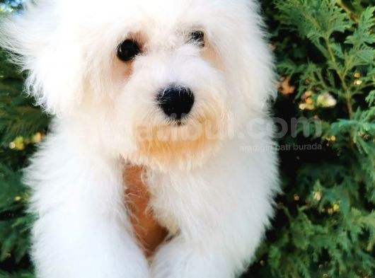 Bichon Frise Yavrularımız görsel