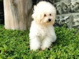 Bichon Frise Yavrularımız