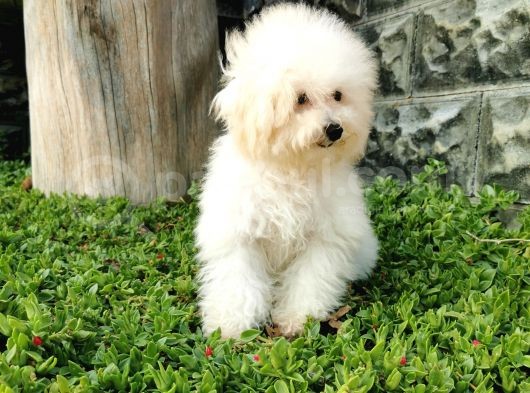 Bichon Frise Yavrularımız görsel