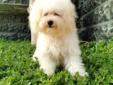 Bichon Frise Yavrularımız