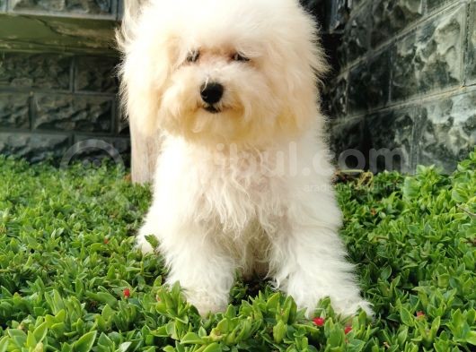 Bichon Frise Yavrularımız görsel