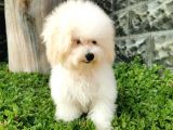 Bichon Frise Yavrularımız