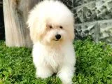 Bichon Frise Yavrularımız