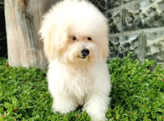 Bichon Frise Yavrularımız