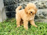 Minyatür Poodle Yavrularımız