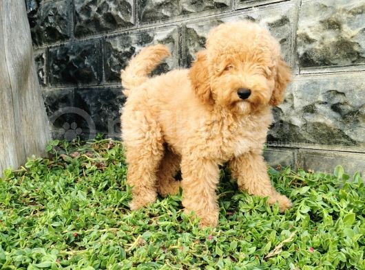 Minyatür Poodle Yavrularımız görsel