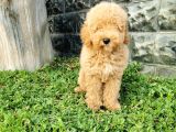 Minyatür Poodle Yavrularımız
