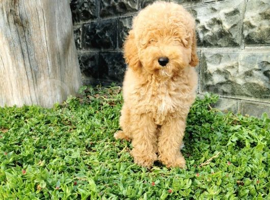 Minyatür Poodle Yavrularımız görsel