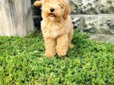 Minyatür Poodle Yavrularımız