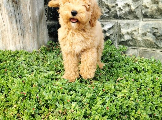 Minyatür Poodle Yavrularımız görsel