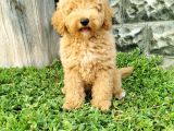 Minyatür Poodle Yavrularımız