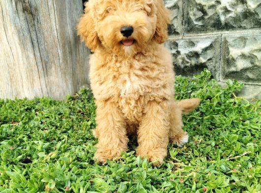 Minyatür Poodle Yavrularımız görsel