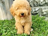 Minyatür Poodle Yavrularımız