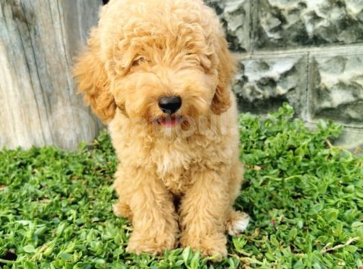 Minyatür Poodle Yavrularımız görsel