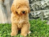 Minyatür Poodle Yavrularımız