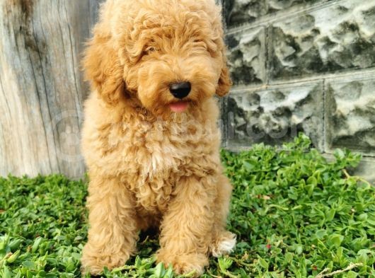 Minyatür Poodle Yavrularımız görsel
