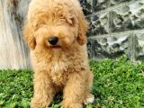 Minyatür Poodle Yavrularımız